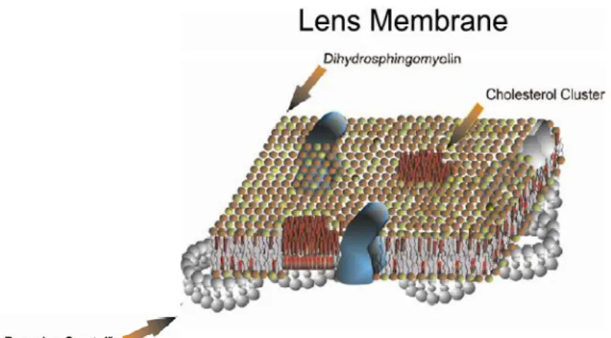 Gambar 2.2 Komposisi lipid membran sel lensa   (Borchman dan Yappert, 2011) 