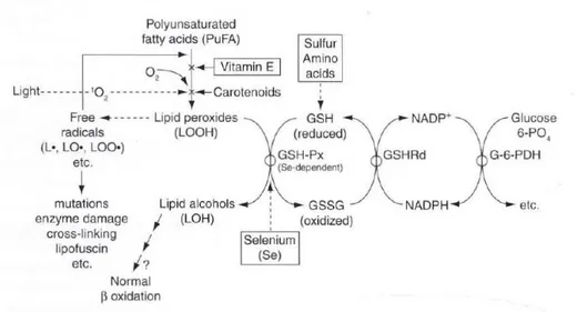 Gambar 2.3 Mekanisme proteksi antioksidan pada lensa (American Academy of  Ophthalmology Staff, 2011-2012b) 