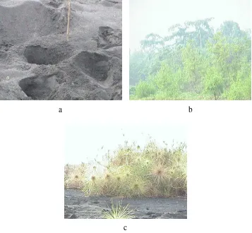 Gambar 7 Lokasi bertelur burung Mamoa di Pantai Tiabo (a) Sarang bertelur/bersarang yang masih aktif (b) Vegetasi yang berbatasan dengan lokasi bertelur (c) Tumbuhan pantai Andropogon acciculatus yang menutupi permukaan pasir di lokasi bertelur