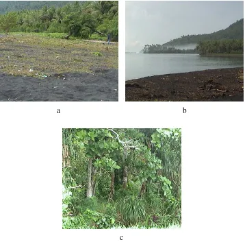 Gambar 8  Lokasi bertelur burung Mamoa di pantai Uwo Uwo. (a) penutupan lubang/sarang bertelur oleh tumbuhan bawah (b) sarang bertelur yang berbatasan dengan pantai (c) hutan pantai yang terdapat di sekitar lokasi bertelur/bersarang