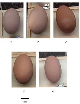 Gambar 10  Bentuk telur burung Mamoa bulat oval (a,b); oval (c,d) dan panjang  oval (e)