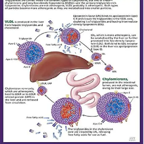 Gambar V. Metabolisme trigliserida 