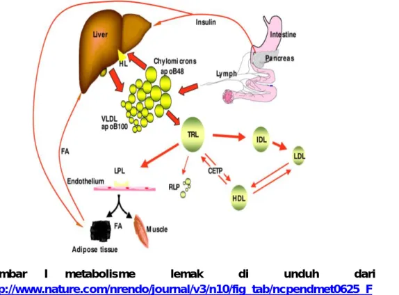 Gambar  I  metabolisme  lemak  di  unduh  dari  :   