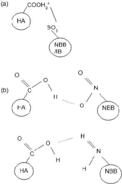 Gambar 7. Ilustrasi interaksi antara NBB dengan HA  melalui (a) ikatan elektrostatik (b) ikatan hidrogen 