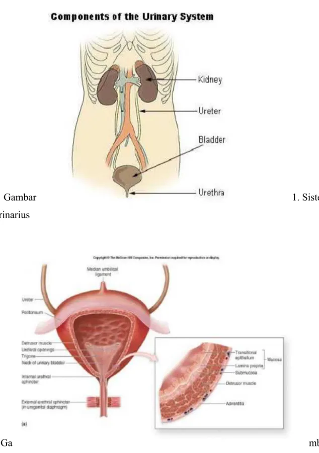Gambar  1. Sistem urinarius