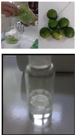 Gambar 2. (a) buah ketapang (b) minyak ketapang  hasil ekstraksi 