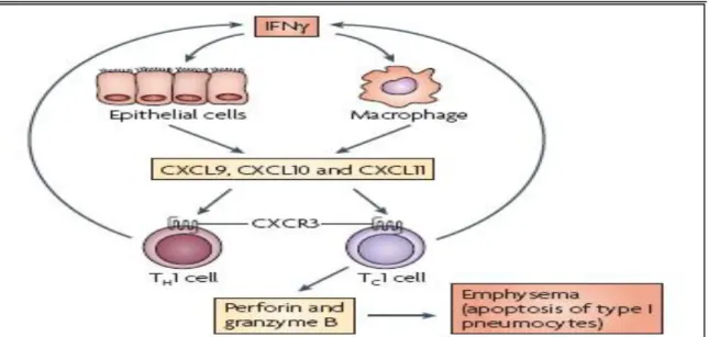 Gambar 7. Peran sel T CD8 +  dan CD4 +  pada PPOK. 