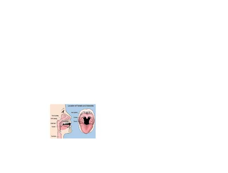 Gambar 2.2 anatomi Tonsil