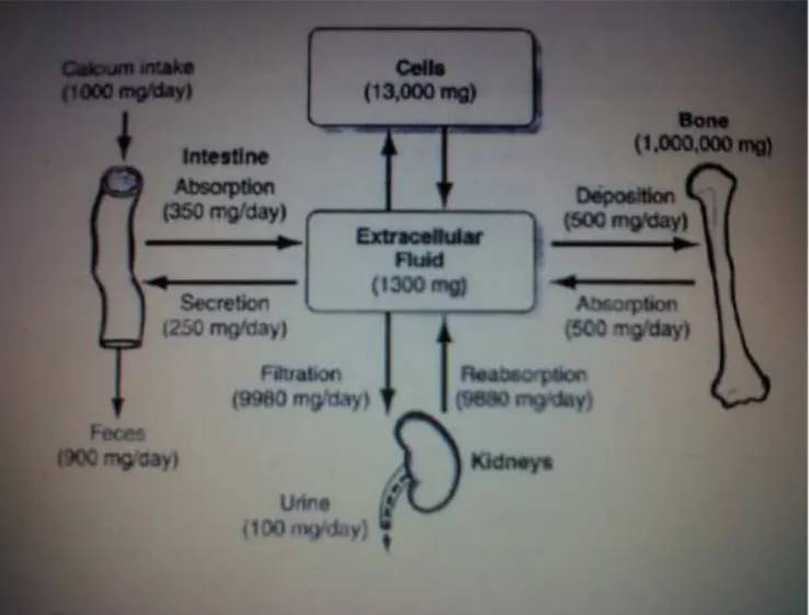 Gambar 2.1 Overview of calcium exchange between different tissue
