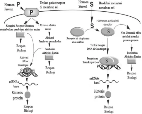 Gambar  di  atas  menunjukkan  mekanisme  aksi  hormon  steroid  di  target  sel.  Hormon  steroid  dapat  melewati  membran  sel  dan  bersatu  dengan reseptor protein di sitoplasma