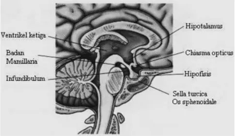 Gambar 2.1. Lokasi Hipotalamus 