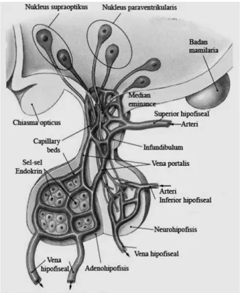 Gambar 2.2.  Hubungan antara Hipotalamus dan Hipofisis (sumber: http:// 