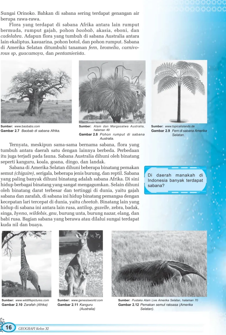 Gambar 2.7 Baobab di sabana Afrika.
