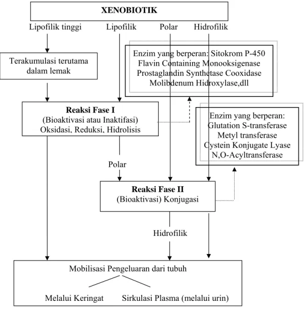 Gambar 5 Biotransformasi xenobiotik di tubuh (Blaauboer 1996) 