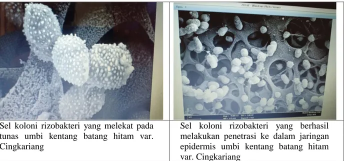 Gambar 2. Sel rizobakteri pada umbi kentang 30 menit setelah perendaman di dalam larutan  isolat