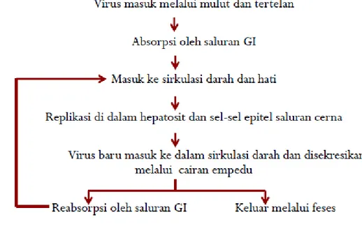 Gambar 2. Skema Patofisiologi Hepatitis  6 