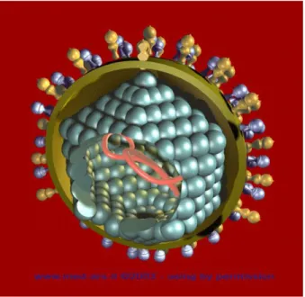 Gambar 1. Virus Hepatitis A 