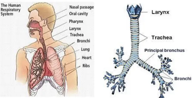 Gambar 2.1. Anatomi Sistem Pernafasan  Saluran pernafasan mulai dari atas secara berturut-turut : 