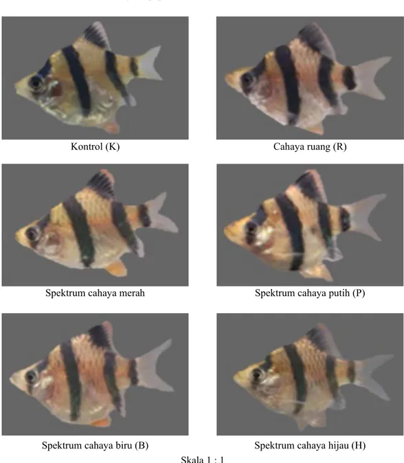 Gambar 2 Pengamatan kualitas warna ikan sumatra Puntigrus tetrazona dengan perlakuan paparan  spektrum cahaya berbeda menggunakan kamera DSLR