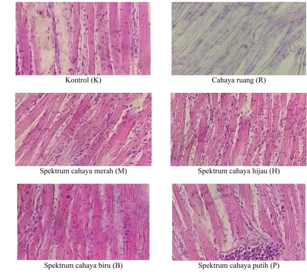 Gambar  5  memperlihatkan  gambar  hasil  preparat histologi sel kromatofora ikan sumatra  pada  perlakuan  spektrum  yang  berbeda   Penga-matan histologi sel kromatofora dilakukan pada  awal dan akhir pemeliharaan