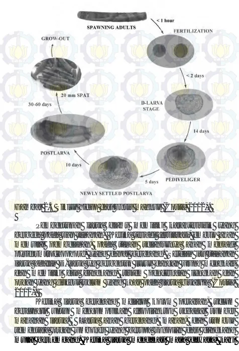 Gambar 2.3 Siklus hidup dari Ensis magnus (Costa, 2012). 