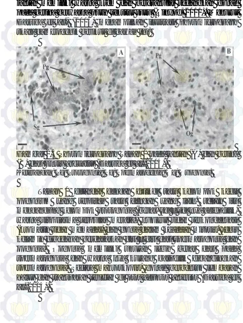 Gambar 2.5 Photomicrograph Tahap 0 pada jantan (A) dan betina     (B) dari Ensis arcuatus (Darriba et al.,2004)