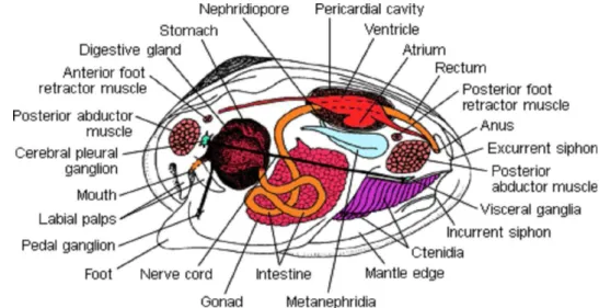 Gambar 3. Anatomi kerang darah (A.granosa) (Sumber: Bunje 2001) 