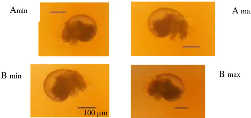 Gambar 2.Ukuran Larva dari induk yang diberi pakan berbeda (A) G. arcuata dan (B) U. fasciata