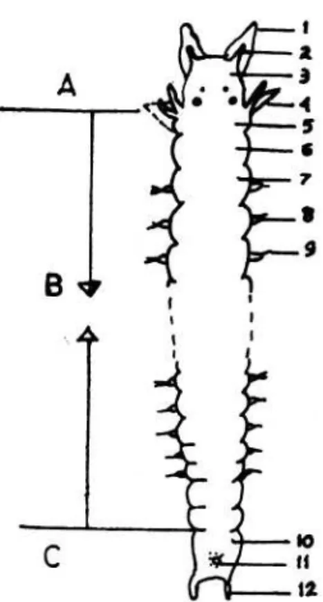 Gambar 1. Morfologi Polychaeta (FAUHALD  1977)  Keterangan :  A. Presegmental  B. Segmental  6