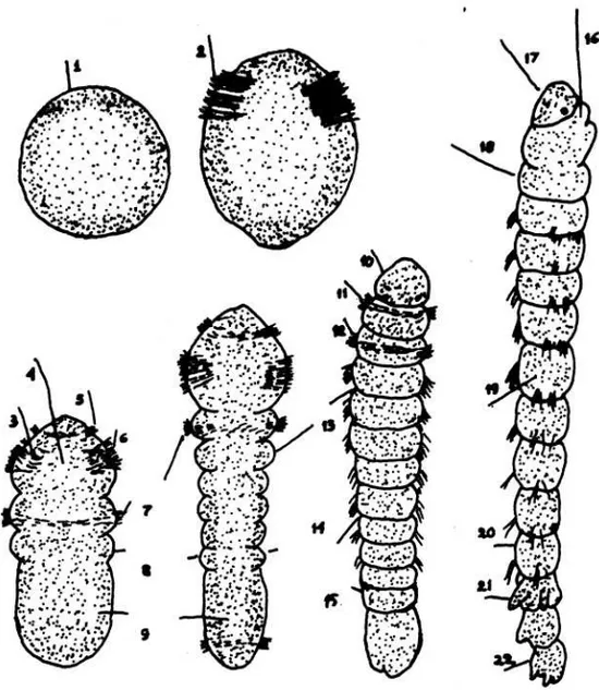 Gambar 3.    Tahap perkembangan cacing Scdoplos armiger dari telur hingga larva  (ANDERSON 1973)