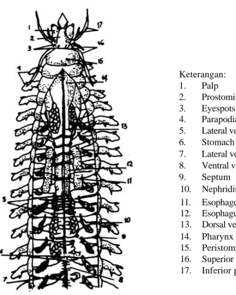 Gambar 4. Anatomi bagian dalam dari Polychaeta (Bahan kuliah) 