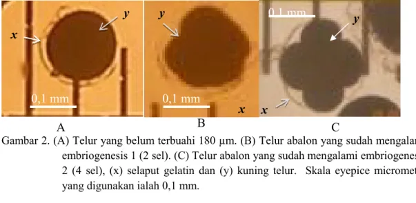 Gambar 2. (A) Telur yang belum terbuahi 180 µm. (B) Telur abalon yang sudah mengalami  embriogenesis 1 (2 sel)