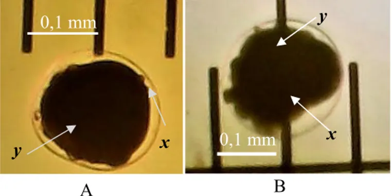 Gambar 4 . (A) Telur yang belum mengalami embriogenesis. (B) Telur abalon yang sudah  mengalami embriogenesis dan sudah mencapai tahap Blastula