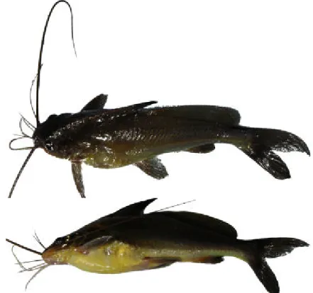 Gambar 2. Morfologi ikan senggaringan (tampak atas dan samping)  Ikan senggaringan tergolong ikan yang bertulang sejati (teleostei)