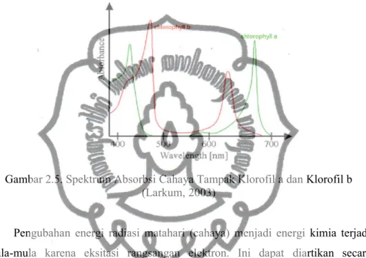 Gambar 2.5. Spektrum Absorbsi Cahaya Tampak Klorofil a dan Klorofil b (Larkum, 2003)