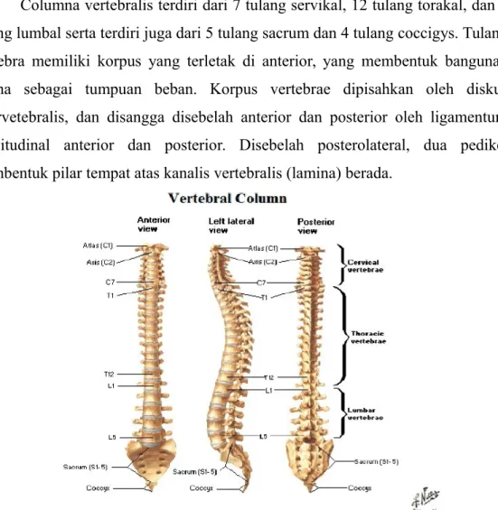 Gambar 1. anatomi collumna vertebralis  (1)
