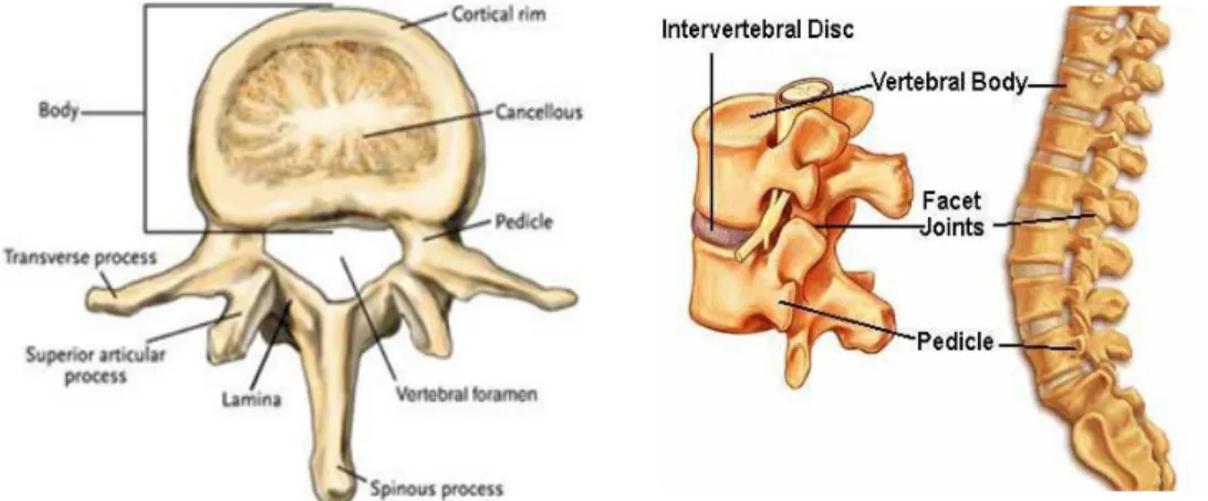 Gambar  2. Vertebrae Torakal  dan  collumna vertebralis proyeksi Lateral (1)