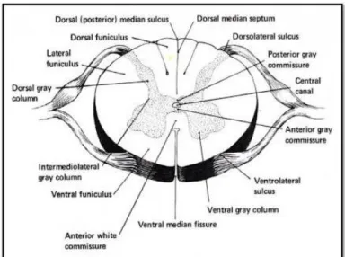 Gambar 5. Penampang trasversal medulla spinalis