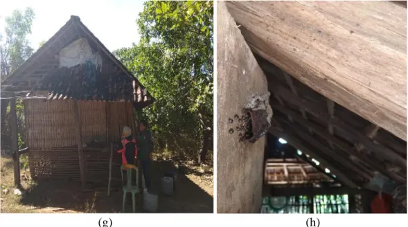 Gambar 11 Sarang yang Terdapat pada Rongga Papan Rumah Trigona laeviceps merupakan jenis lebah  yang ditemukan bersarang pada berbagai tempat dengan menggunakan berbagai bahan sarang