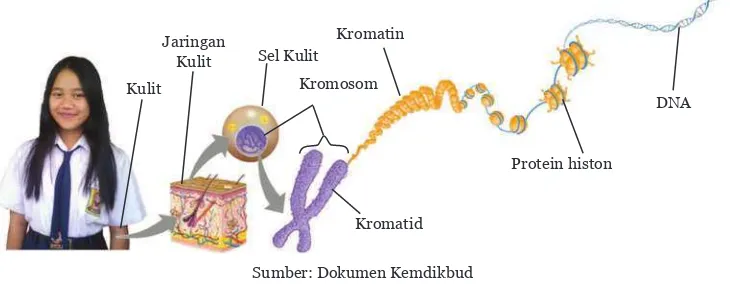 Gambar 7.3Sumber: Campbell dkk., 2008  Kromosom dapat Terlihat pada Sel-sel Akar Bawang yang Mengalami Pembelahan