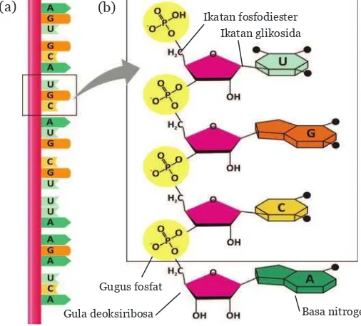 Gambar 7.6 (a) Struktur Untai Tunggal Molekul RNA, (b) Struktur Kimia RNA