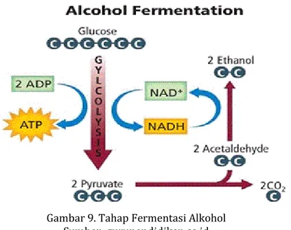 Gambar 9. Tahap Fermentasi Alkohol  Sumber: gurupendidikan.co.id 