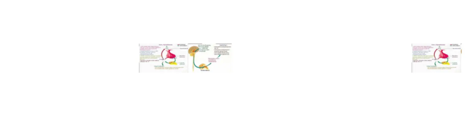 Gambar :  :  egulasi  egulasi hormon  hormon  Gambar  :  Gambar  : egulasi  egulasi hormon  hormon medula  medula adrenal  adrenal  Stimulus yang menekam menyebabkan hipotalamus mengaktifkan medula adrenalStimulus yang menekam menyebabkan hipotalamus