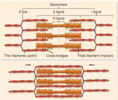 Gambar 4. Mekanisme kerja dari aktin dan myosin