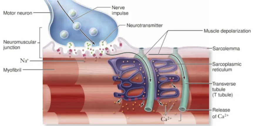 Gambar 6. Impuls Ca2 +  dari saraf
