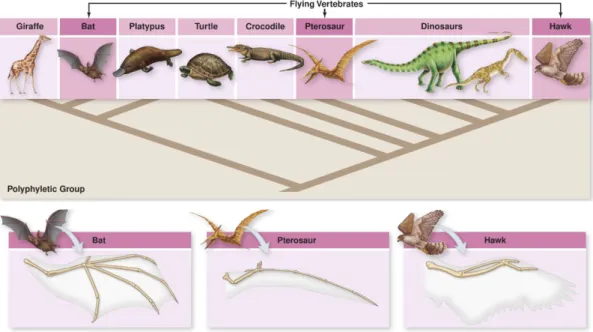 Gambar 10. Lokomosi pada aves