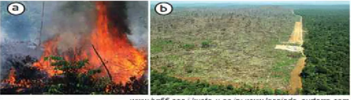 Gambar 2. 3. a) kebakaran hutan dapat merubah ekosistem di hutan dan b) penebangan hutan menyebabkan hutan gundul dan tanah gersang
