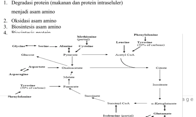 Gambar 1. Jalur metabolisme asam amino dalam siklus asam sitrat