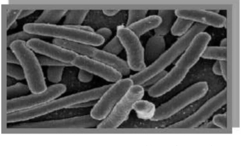 Gambar II.5 Escherichia coli