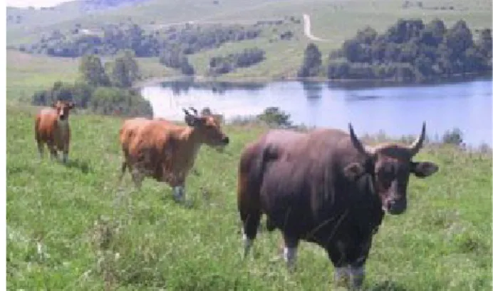 Gambar 6. Banteng (Bos Javanicus) (Alamendah 2010).